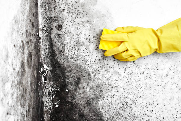 Mold Remediation for Rental Properties in Marsing, ID
