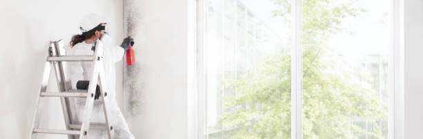 Best Attic Mold Removal  in Marsing, ID